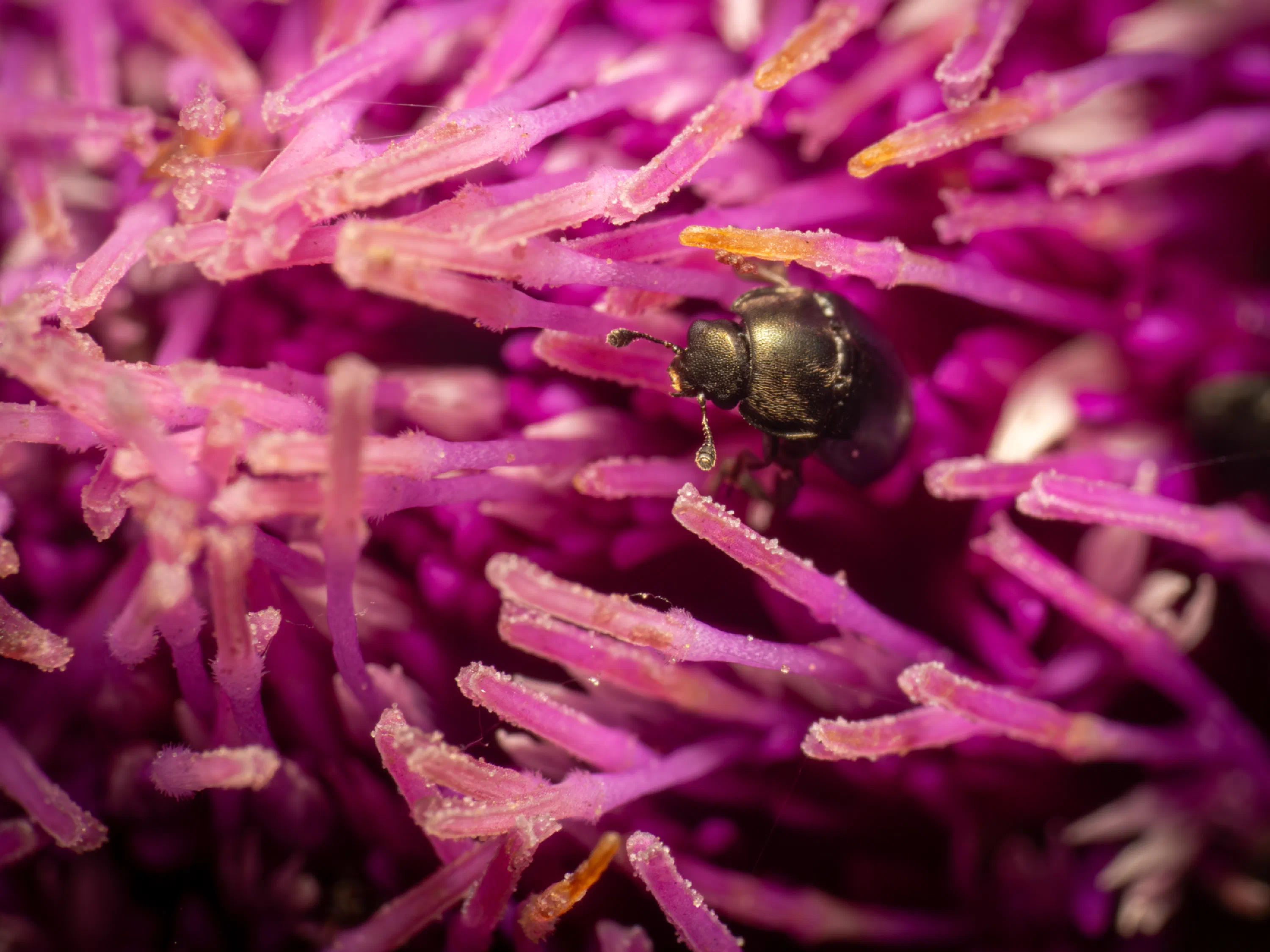 Pria dulcamarae