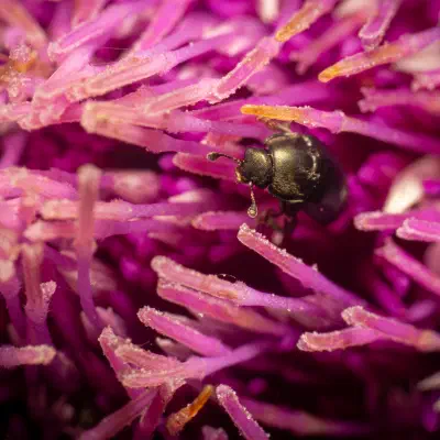 Pria dulcamarae