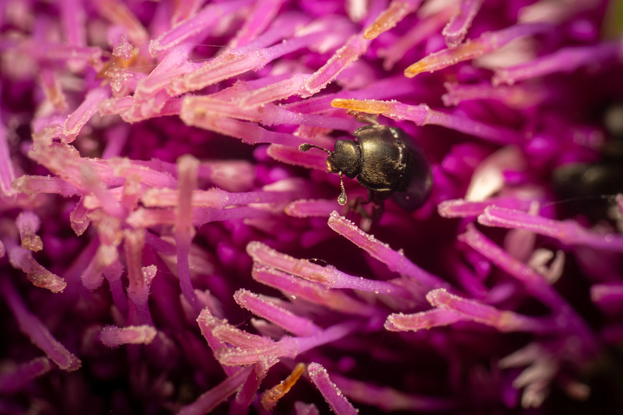 Pria dulcamarae