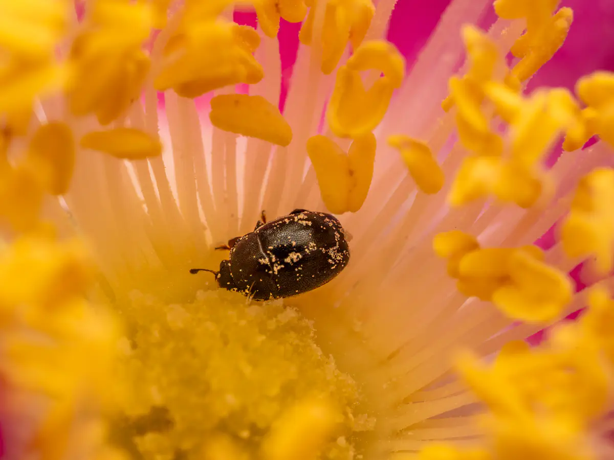 Méligèthe du colza