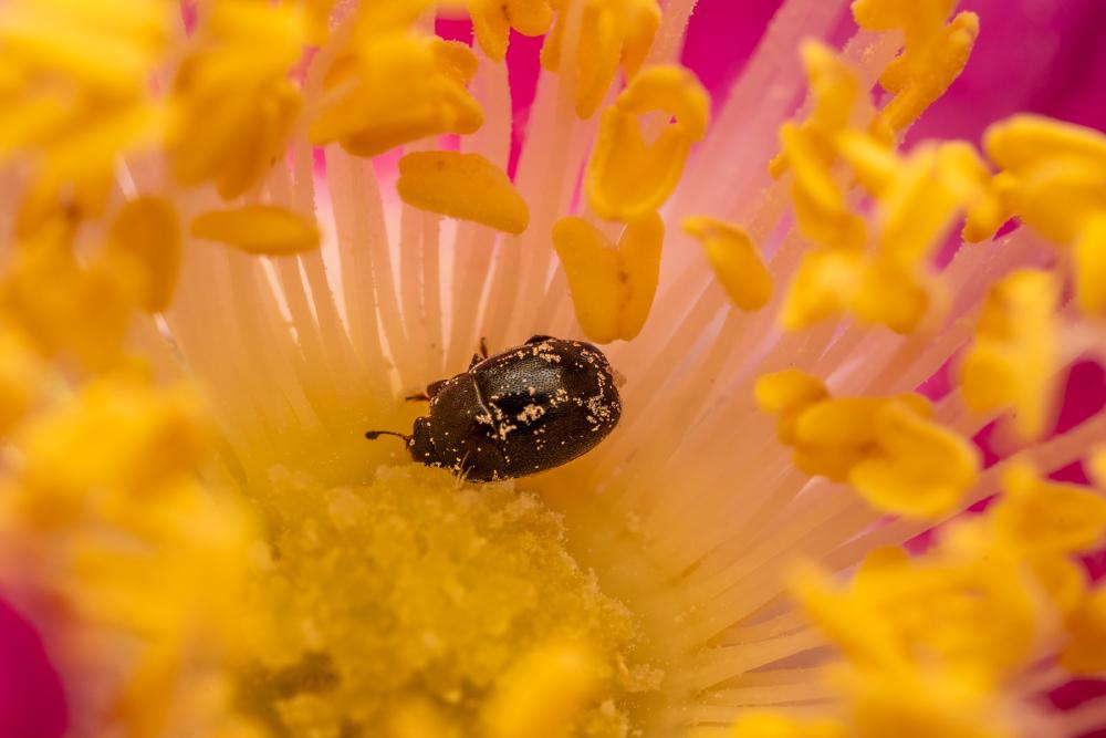 June 8, 2024 – Issue No. 295
– Issue No. 295: “Common Pollen Beetle“ Common Pollen Beetle
