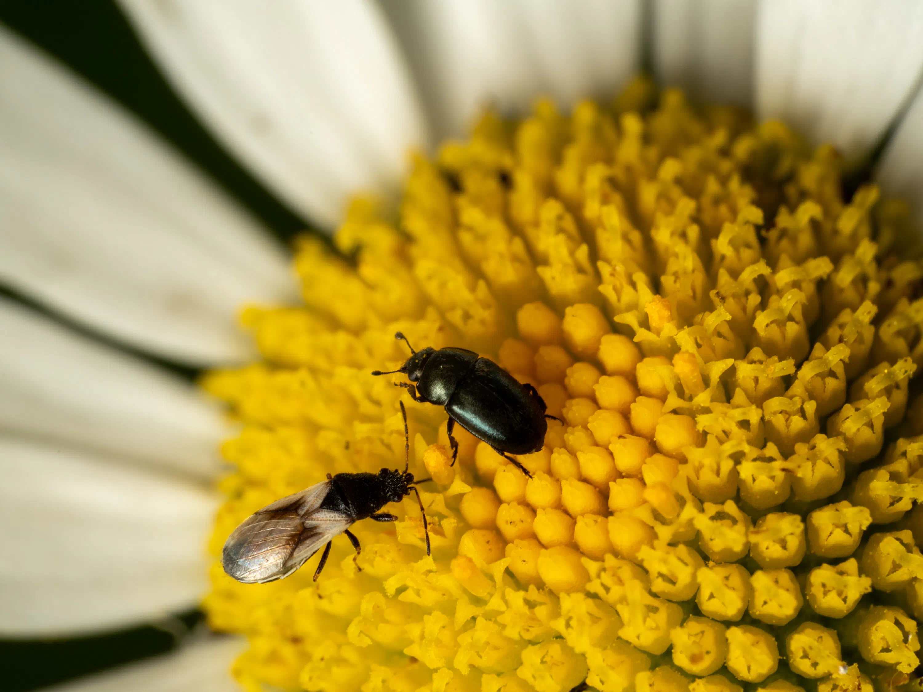 Common Pollen Beetle