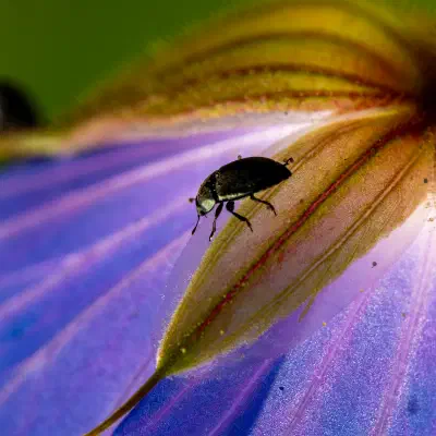 Méligèthe du colza