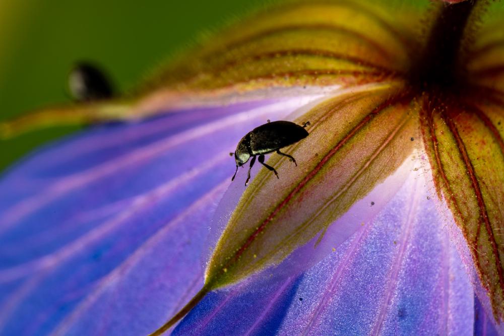 October 3, 2024 – Issue No. 412
– Issue No. 412: “Common Pollen Beetle“ Common Pollen Beetle