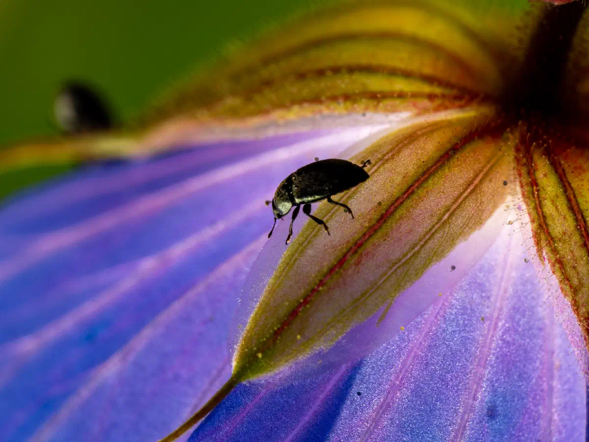 Méligèthe du colza
