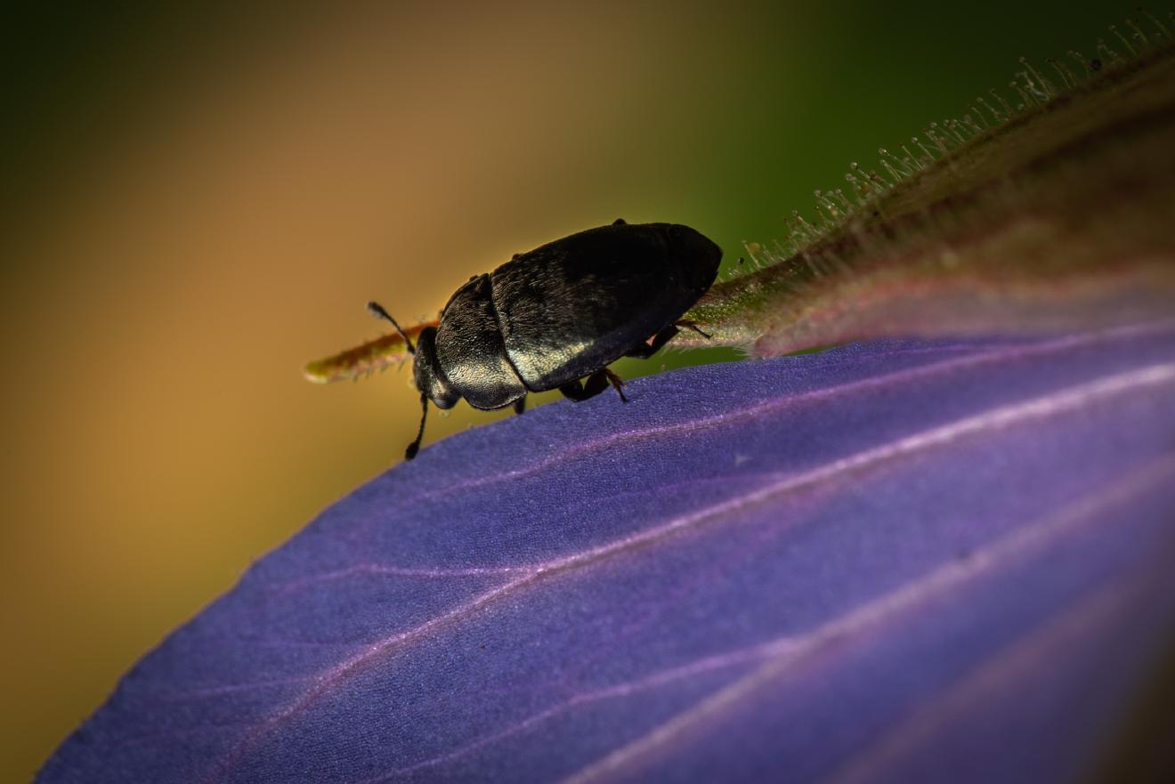 Common Pollen Beetle – No. 4