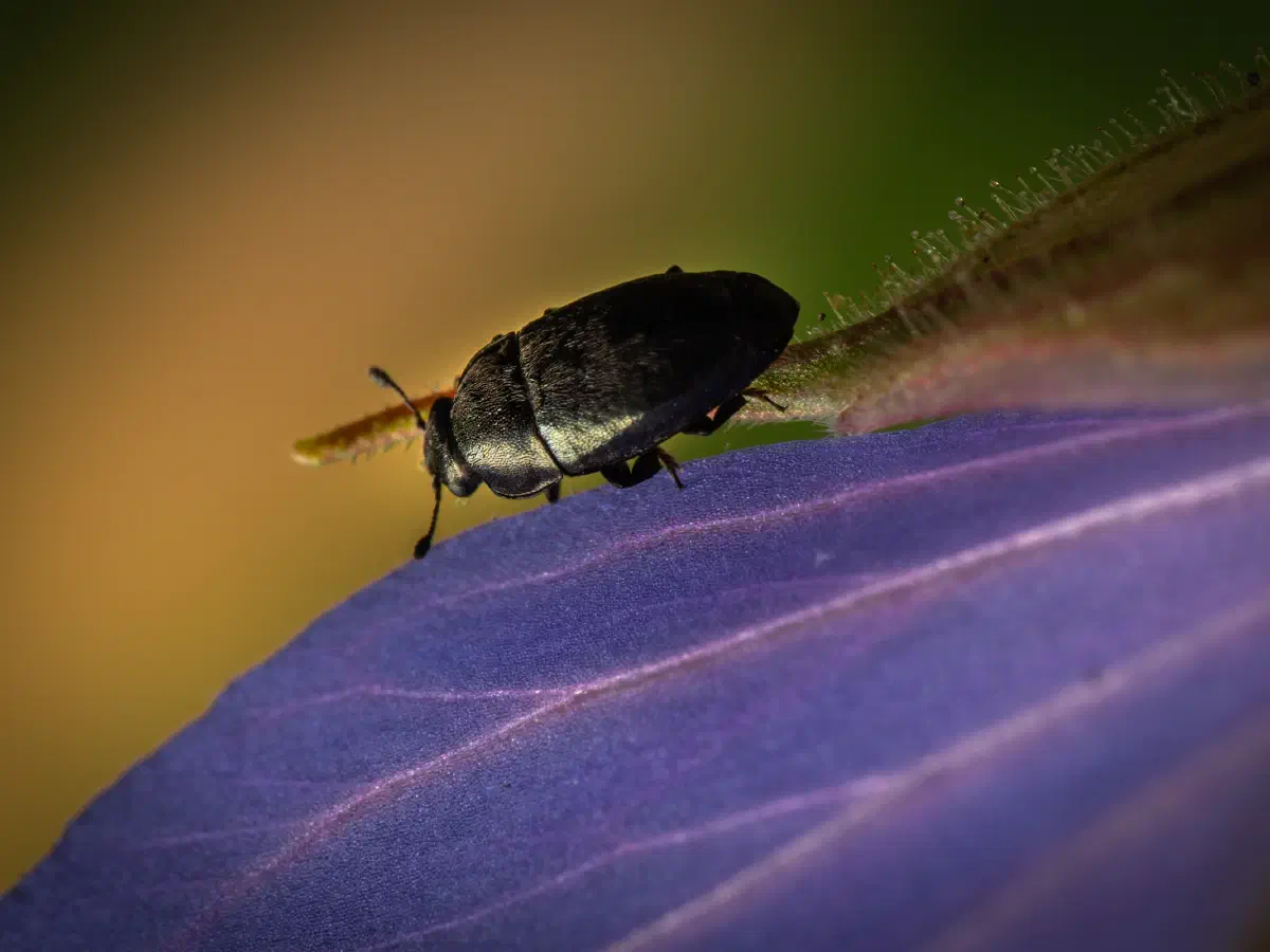 Méligèthe du colza