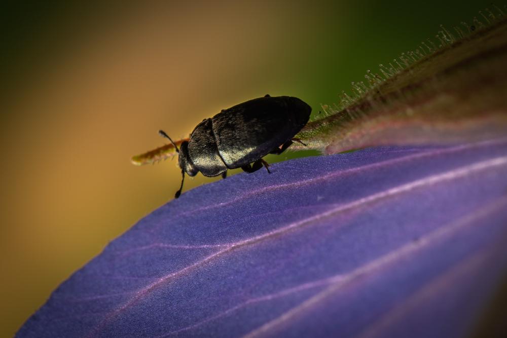 September 22, 2024 – Issue No. 401
– Issue No. 401: “Common Pollen Beetle“ Common Pollen Beetle