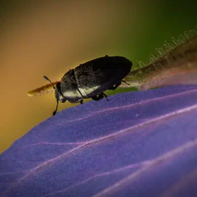 Méligèthe du colza