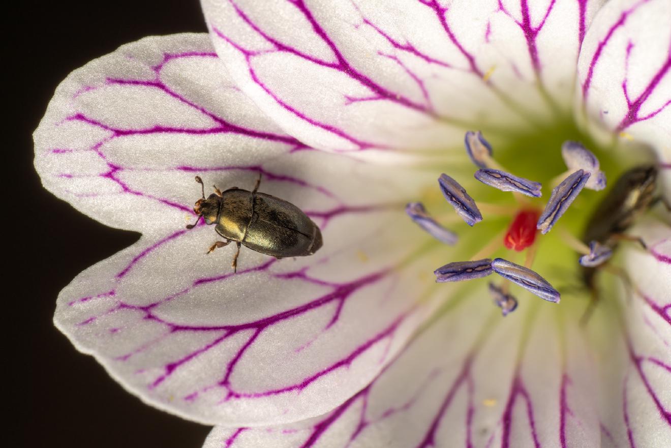Common Pollen Beetle – No. 5