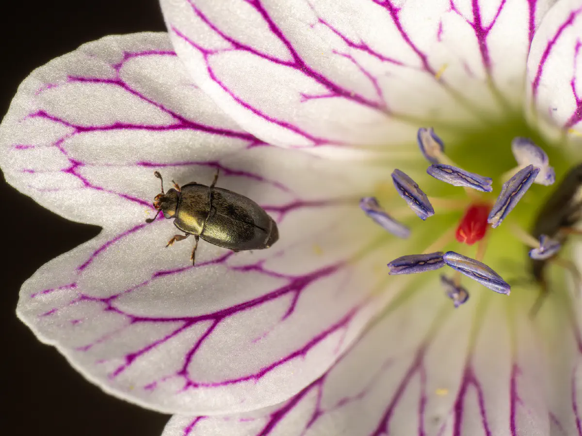 Méligèthe du colza