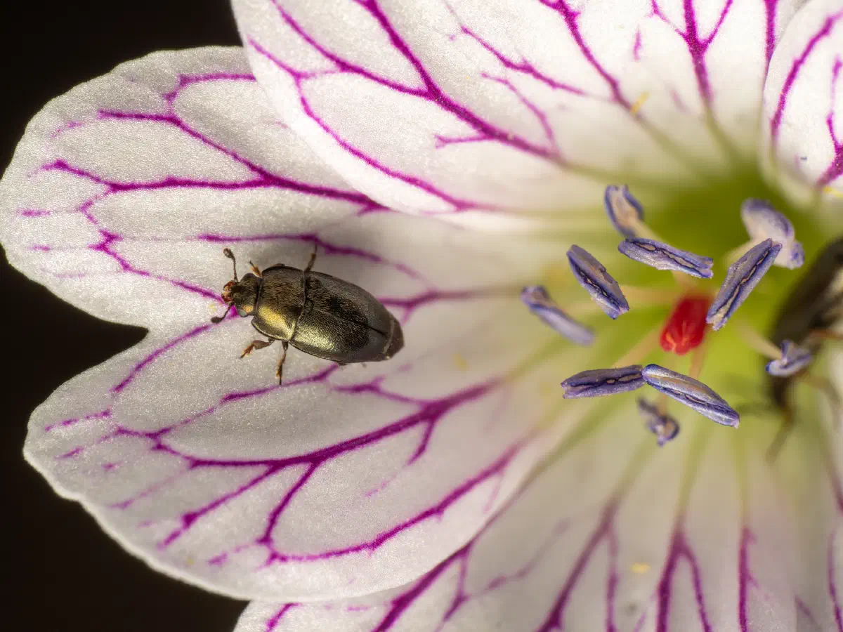 Méligèthe du colza