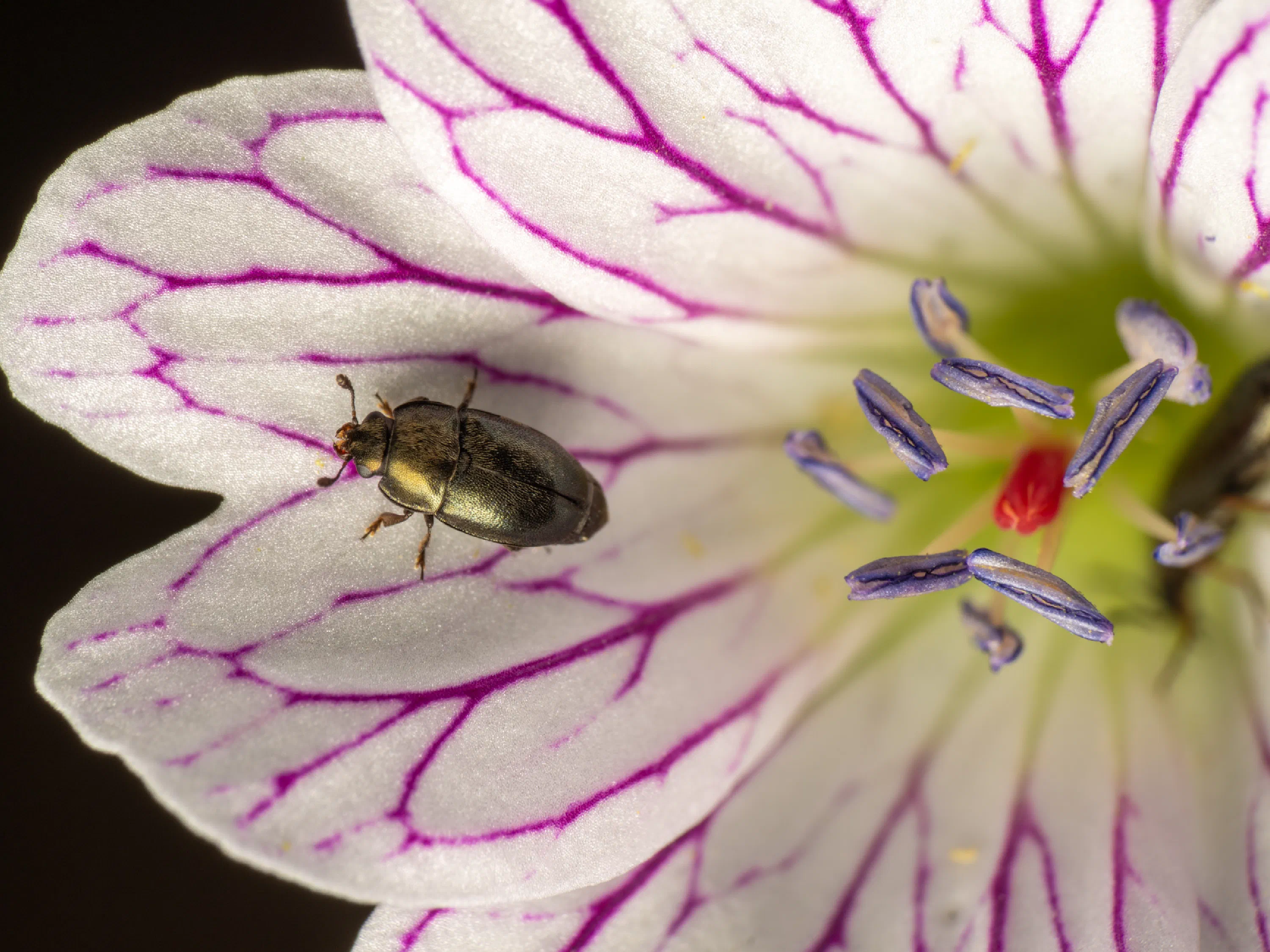 Brassicogethes aeneus