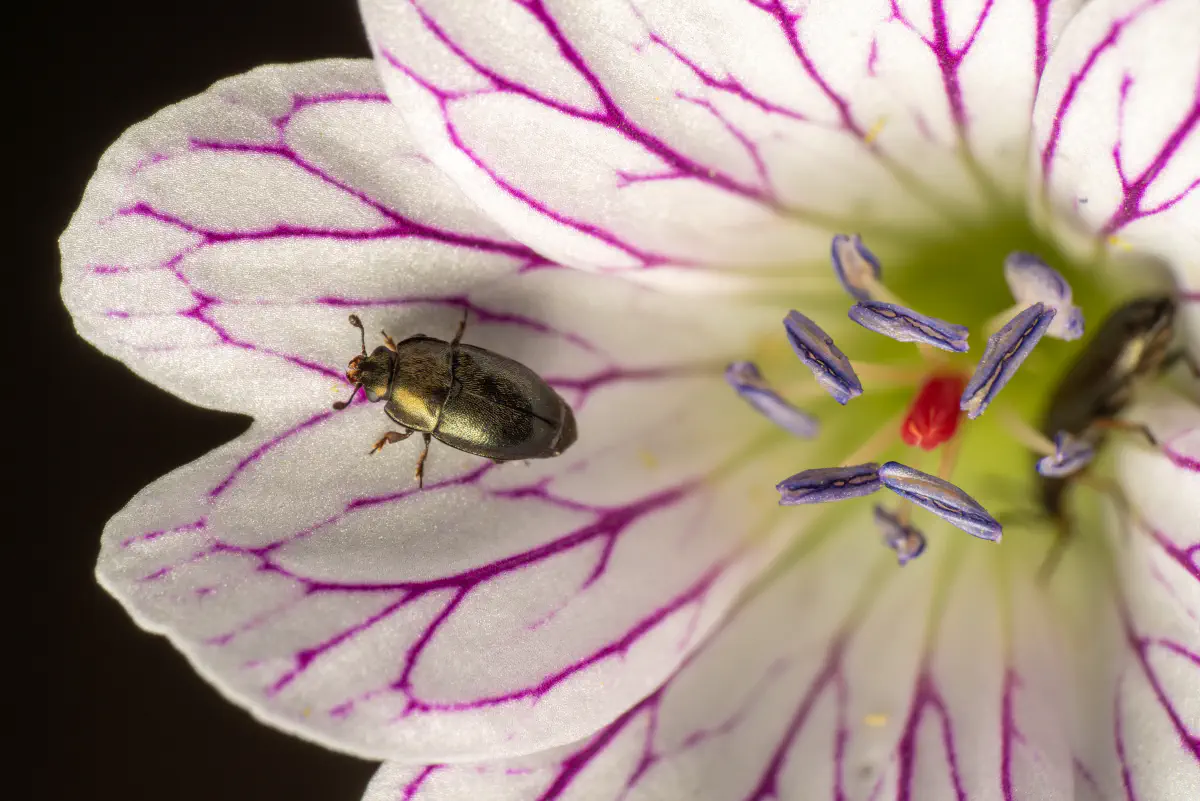 Common Pollen Beetle