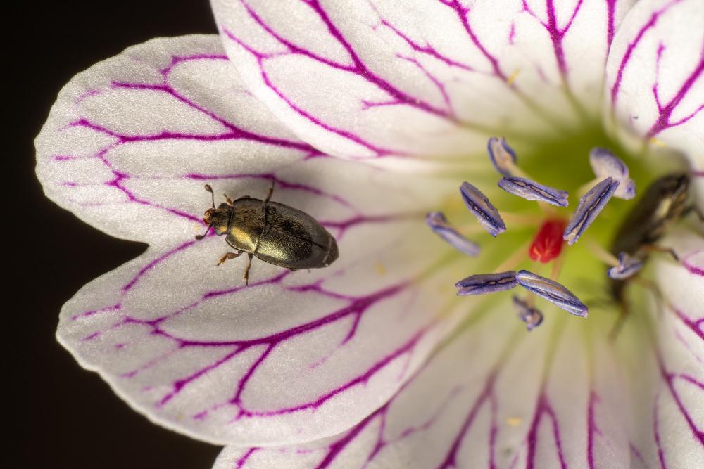 Common Pollen Beetle