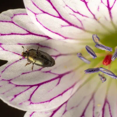 Common Pollen Beetle