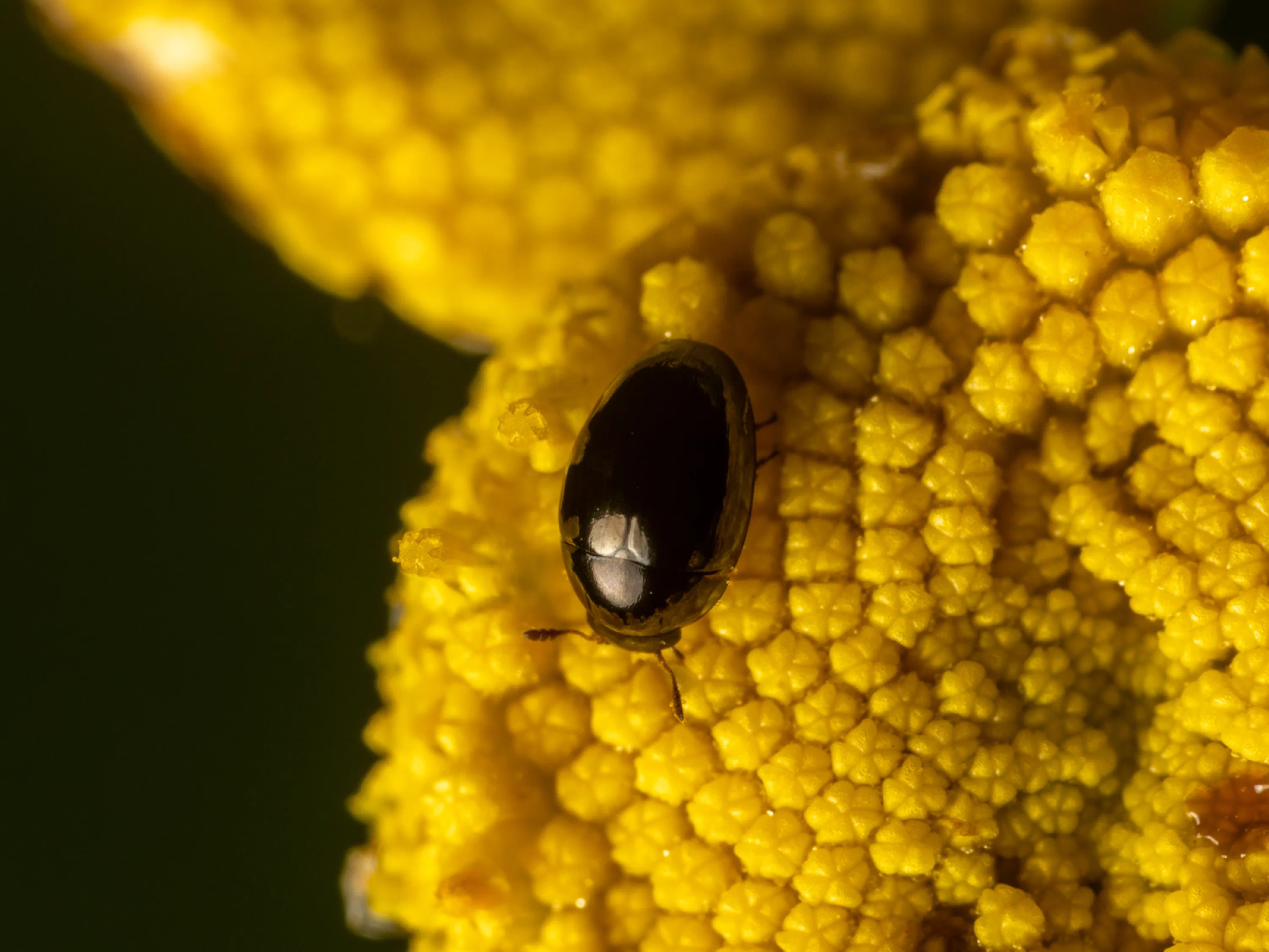 Common Pollen Beetle