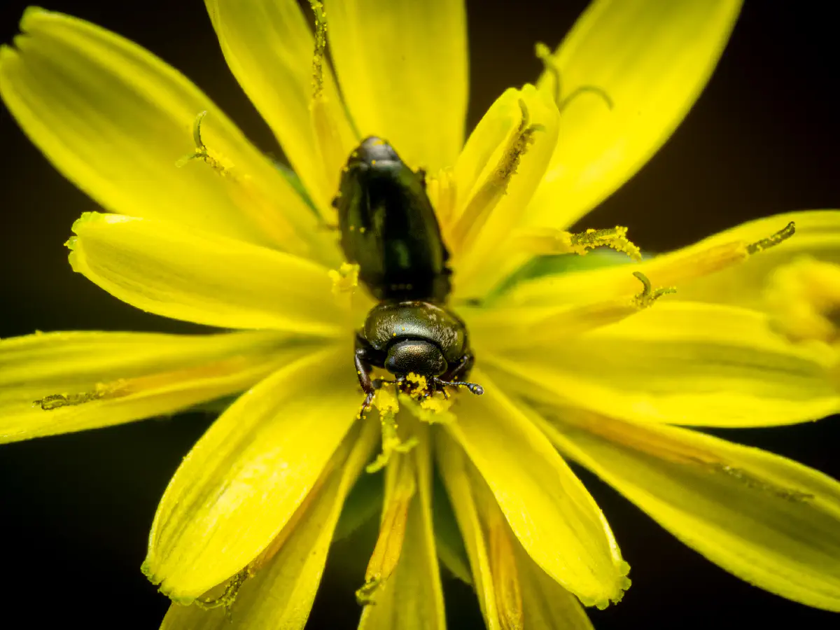 Méligèthe du colza