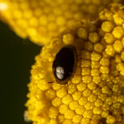 Brassicogethes aeneus
