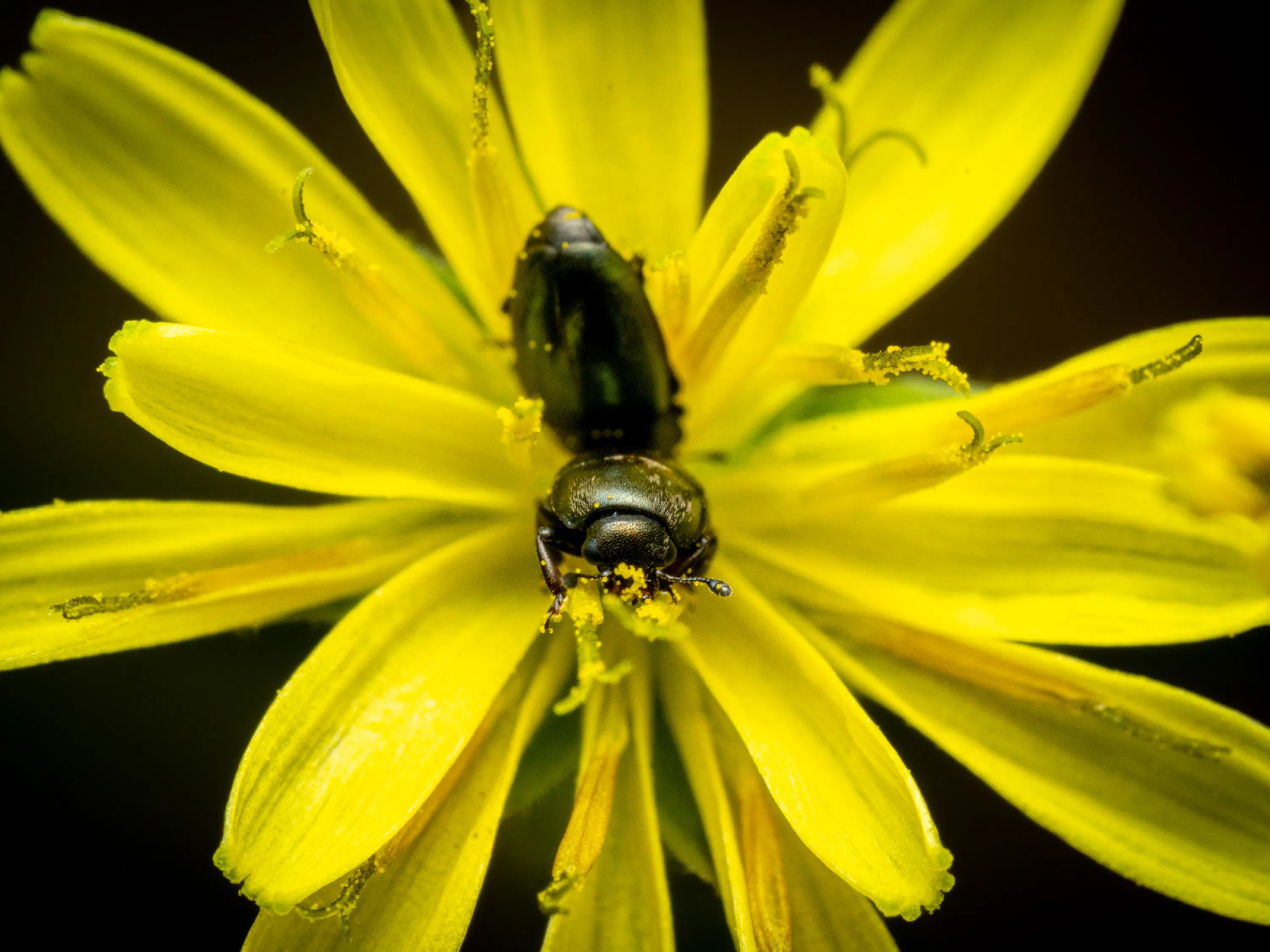 Brassicogethes aeneus