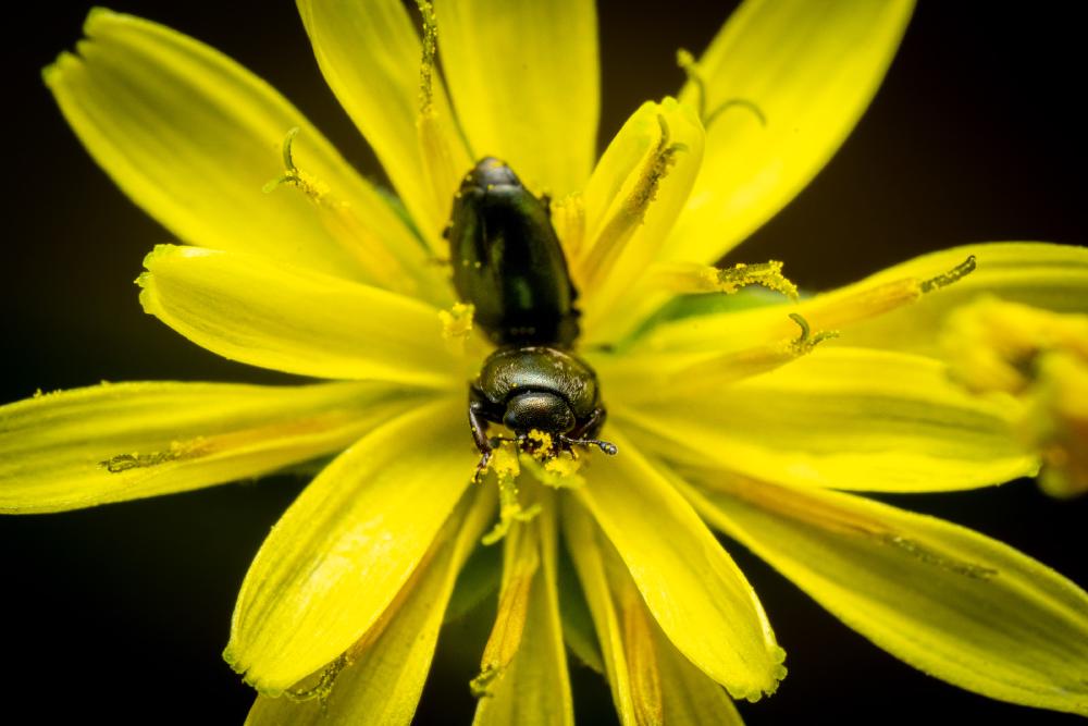 May 7, 2024 – Issue No. 263
– Issue No. 263: “Common Pollen Beetle“ Common Pollen Beetle