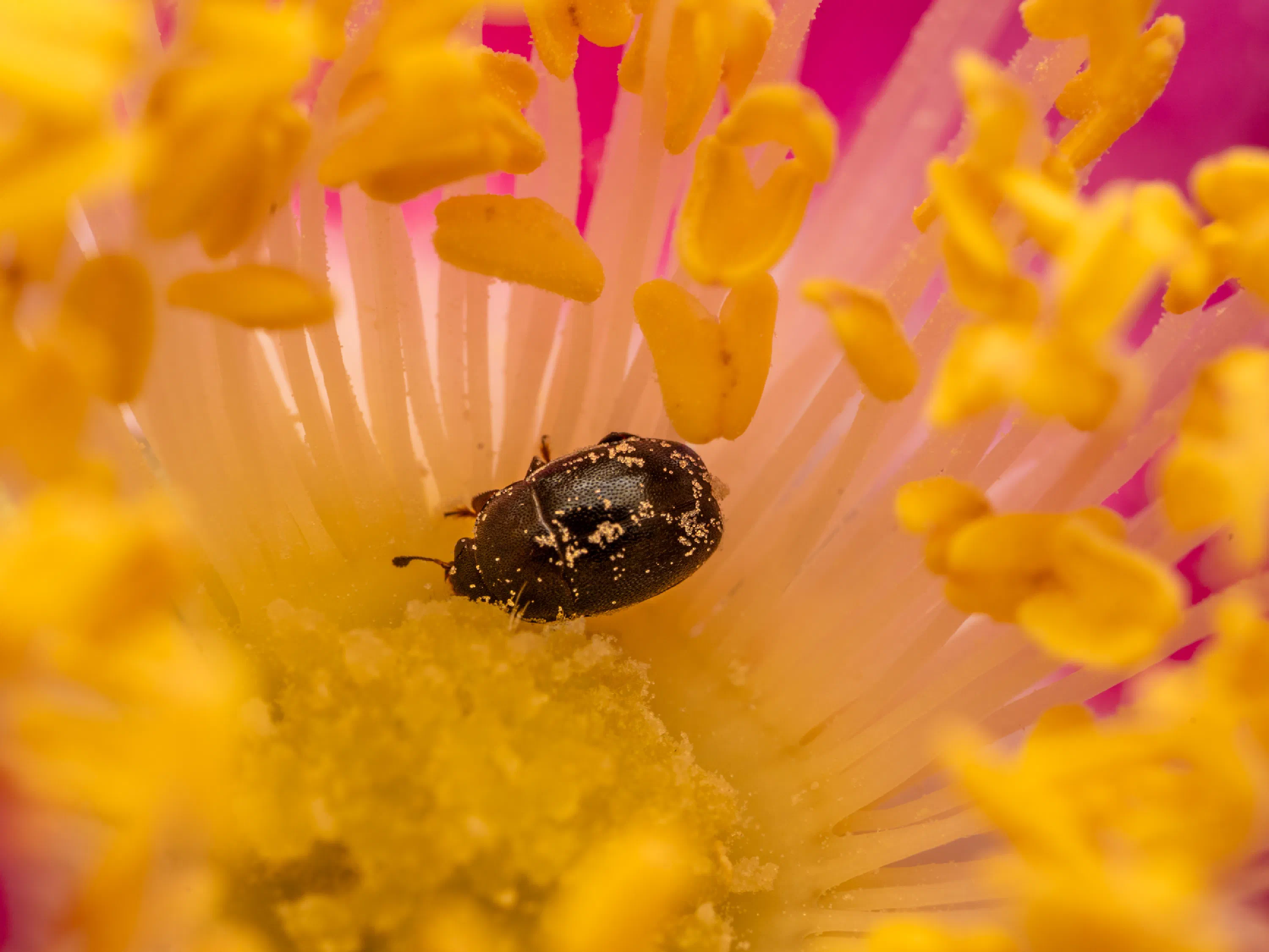 Common Pollen Beetle