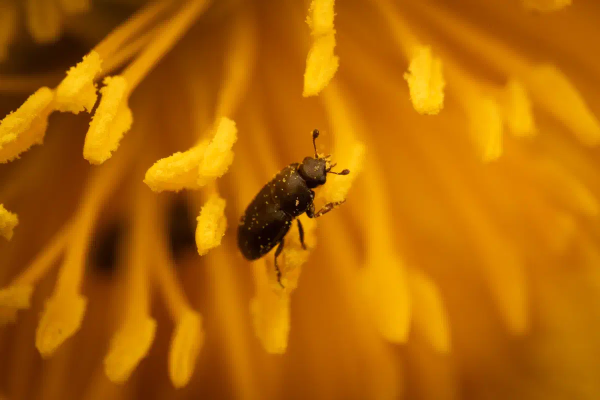 Méligèthe du colza