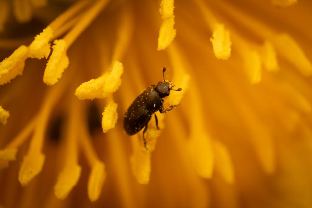 June 9, 2024 – Issue No. 296
– Issue No. 296: “Common Pollen Beetle“ Common Pollen Beetle