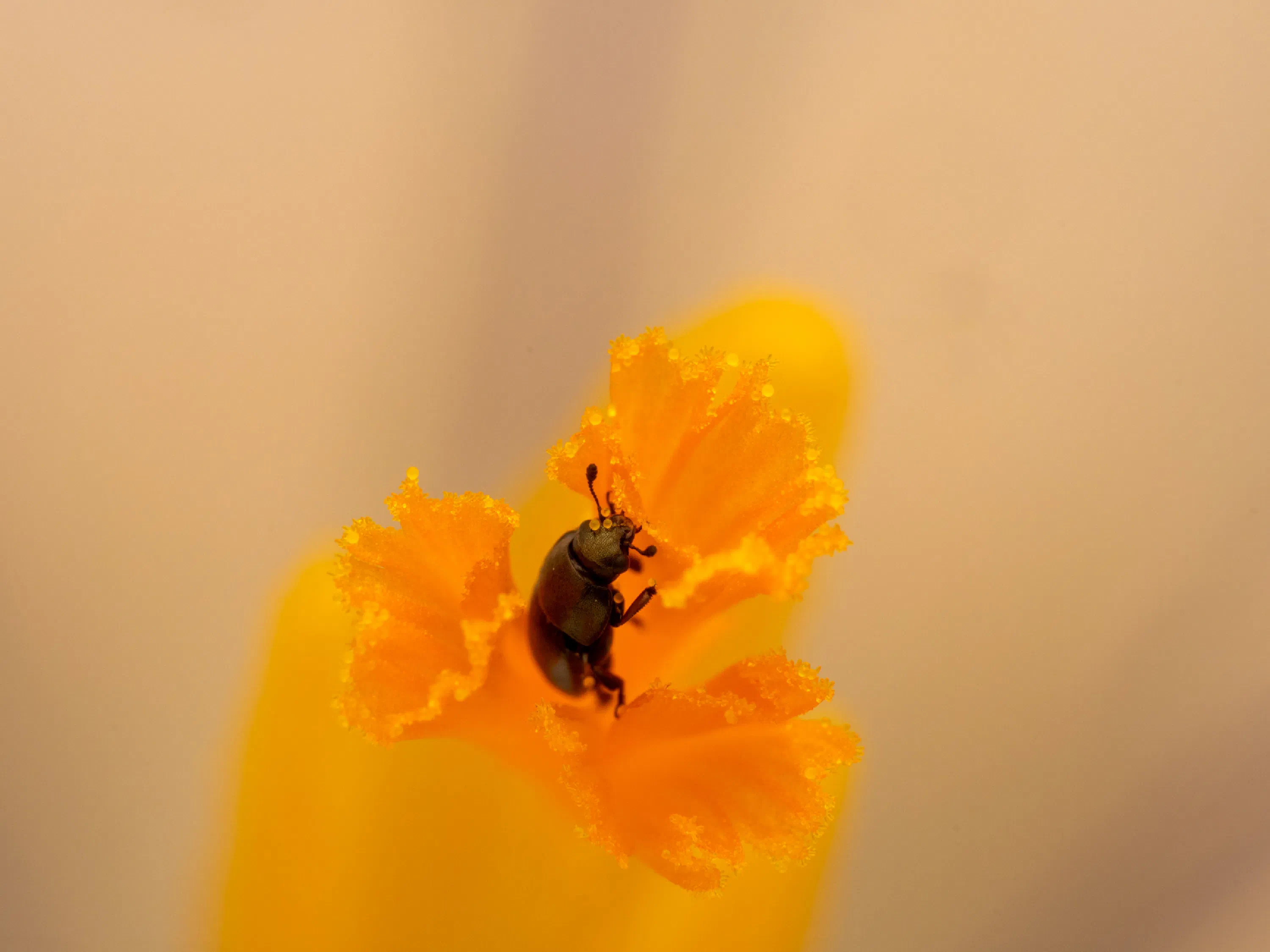 Common Pollen Beetle