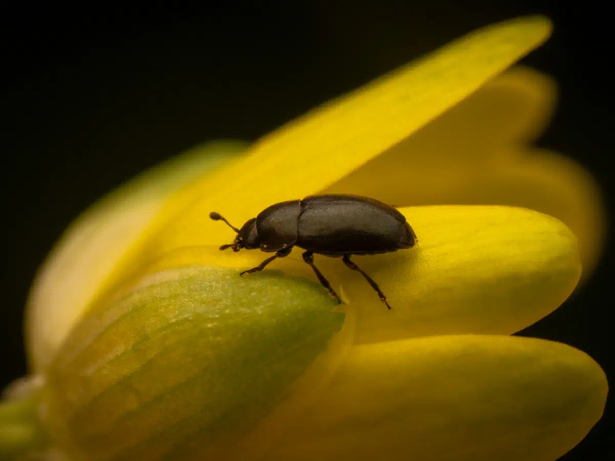 Méligèthe du colza