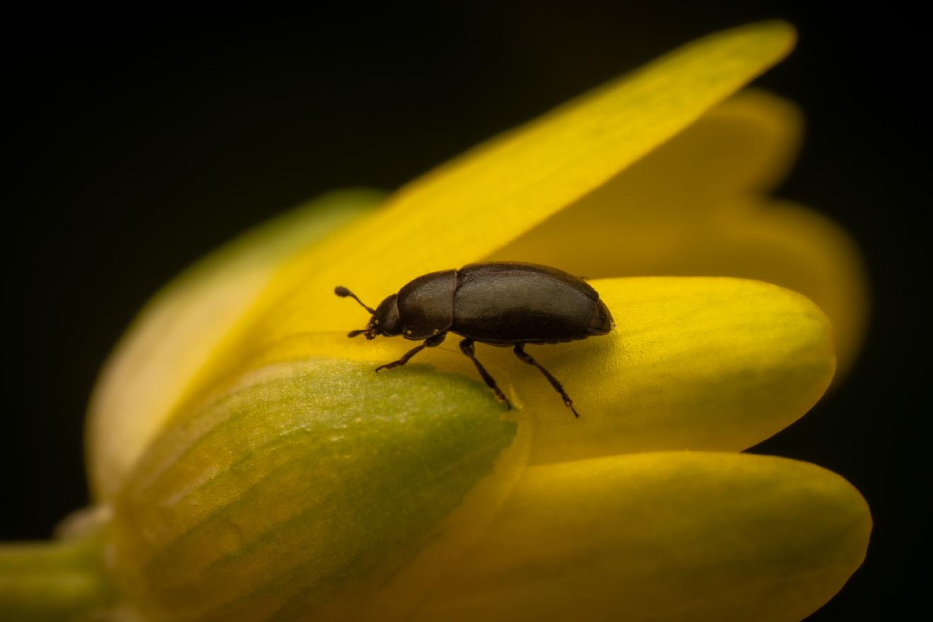 Common Pollen Beetle – No. 8