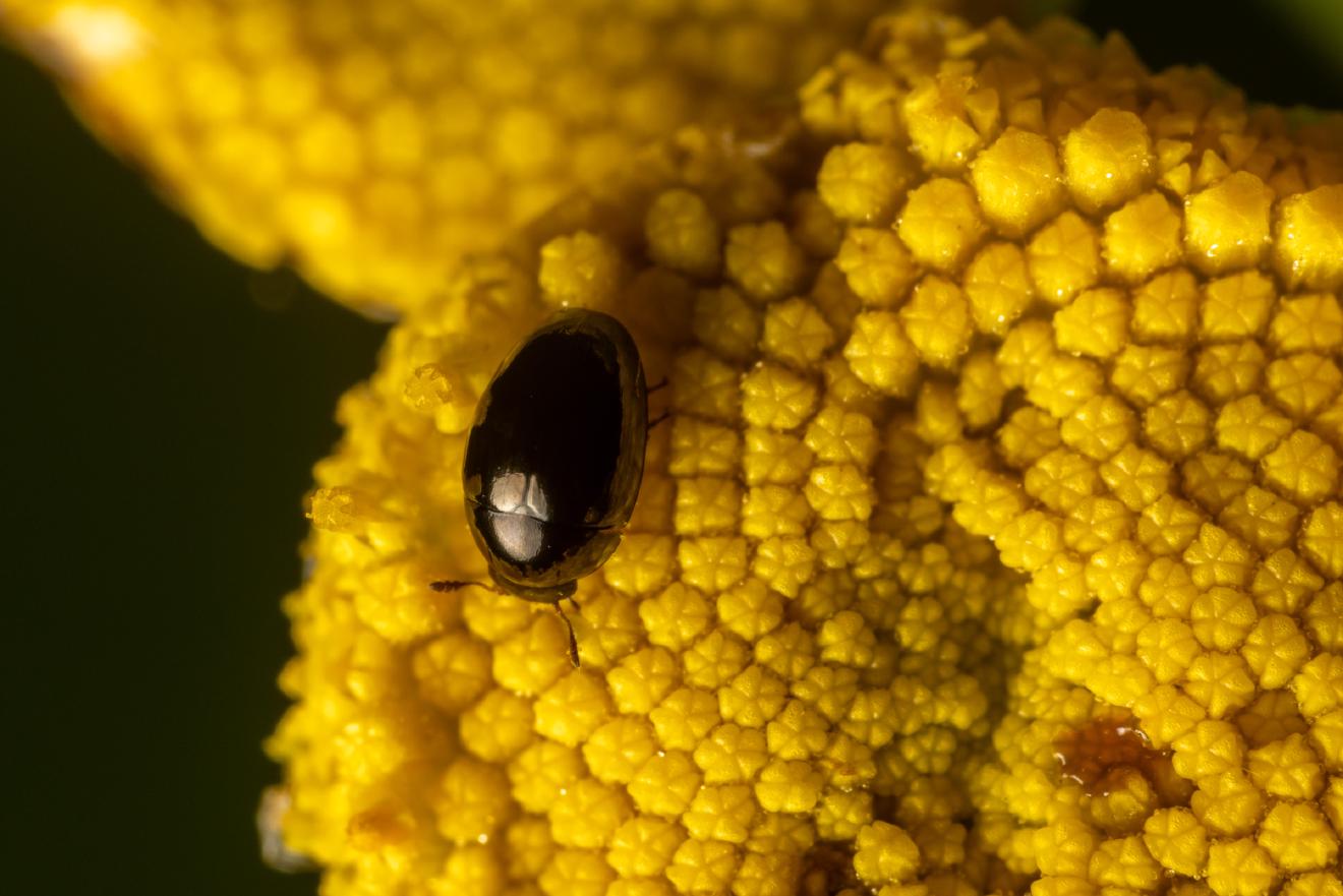 Common Pollen Beetle – No. 9