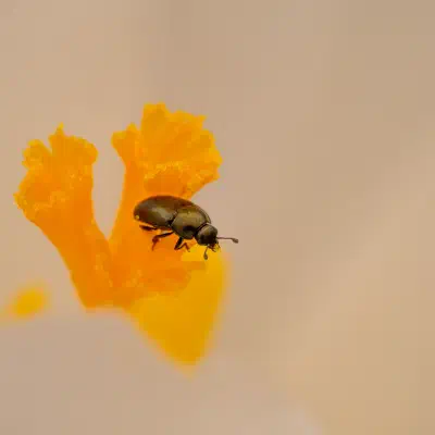 Common Pollen Beetle