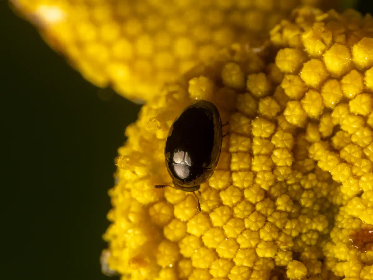 Méligèthe du colza