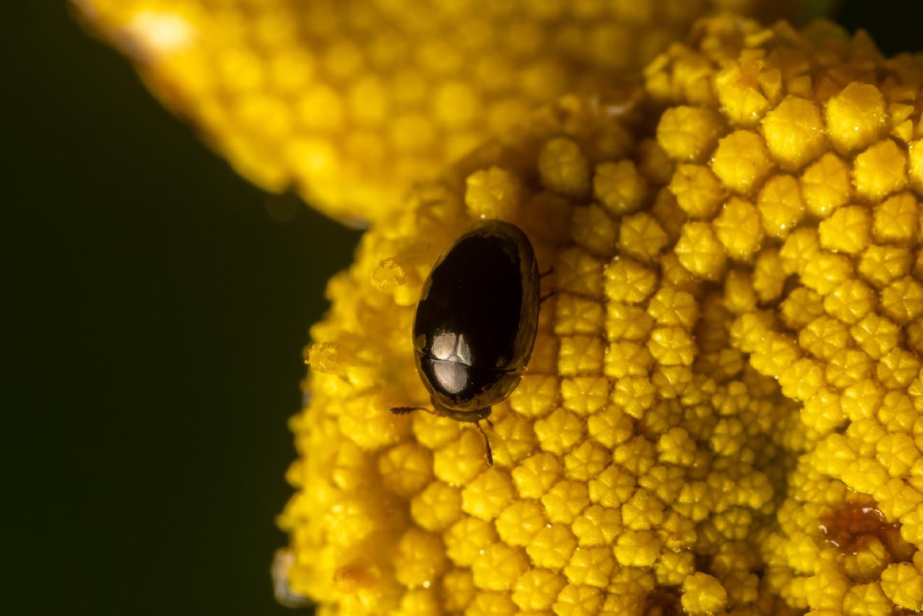 Common Pollen Beetle – No. 9