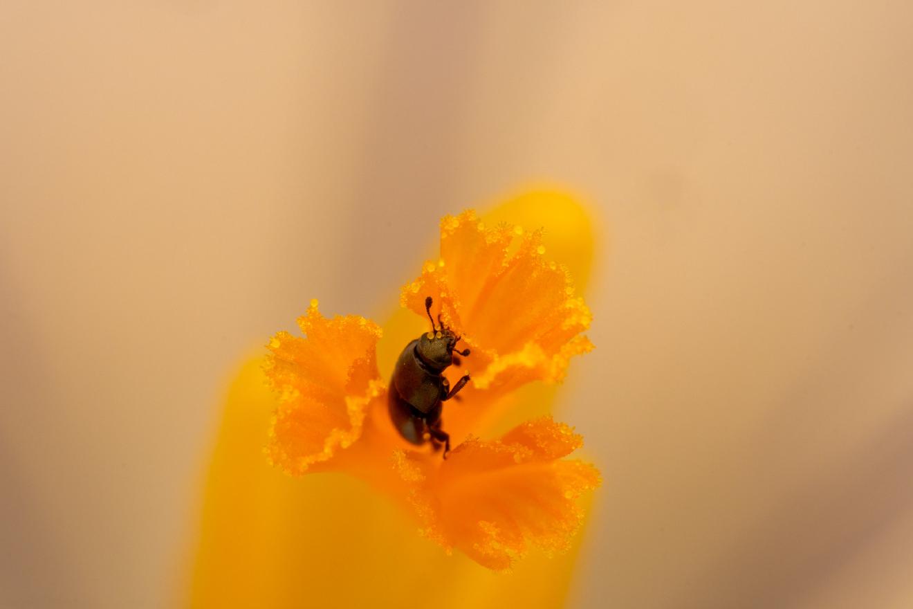 Common Pollen Beetle – No. 10