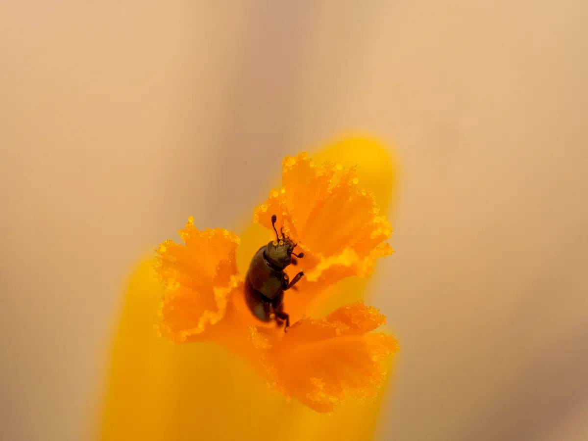 Méligèthe du colza