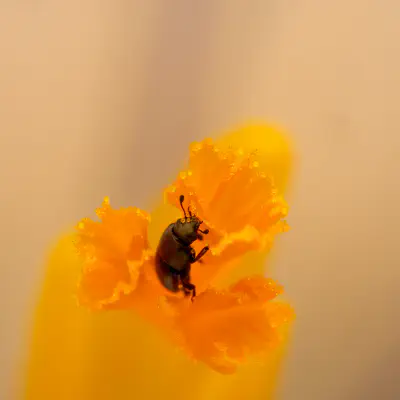 Rapsglanzkäfer