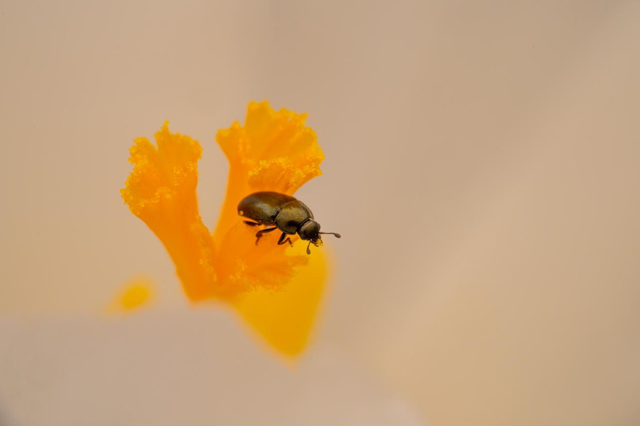 Common Pollen Beetle – No. 11