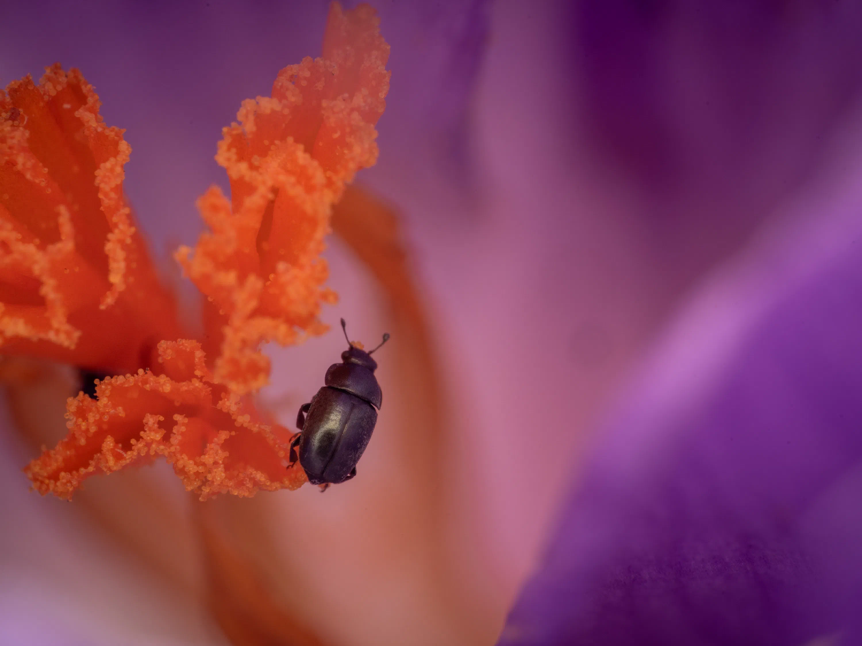 Common Pollen Beetle