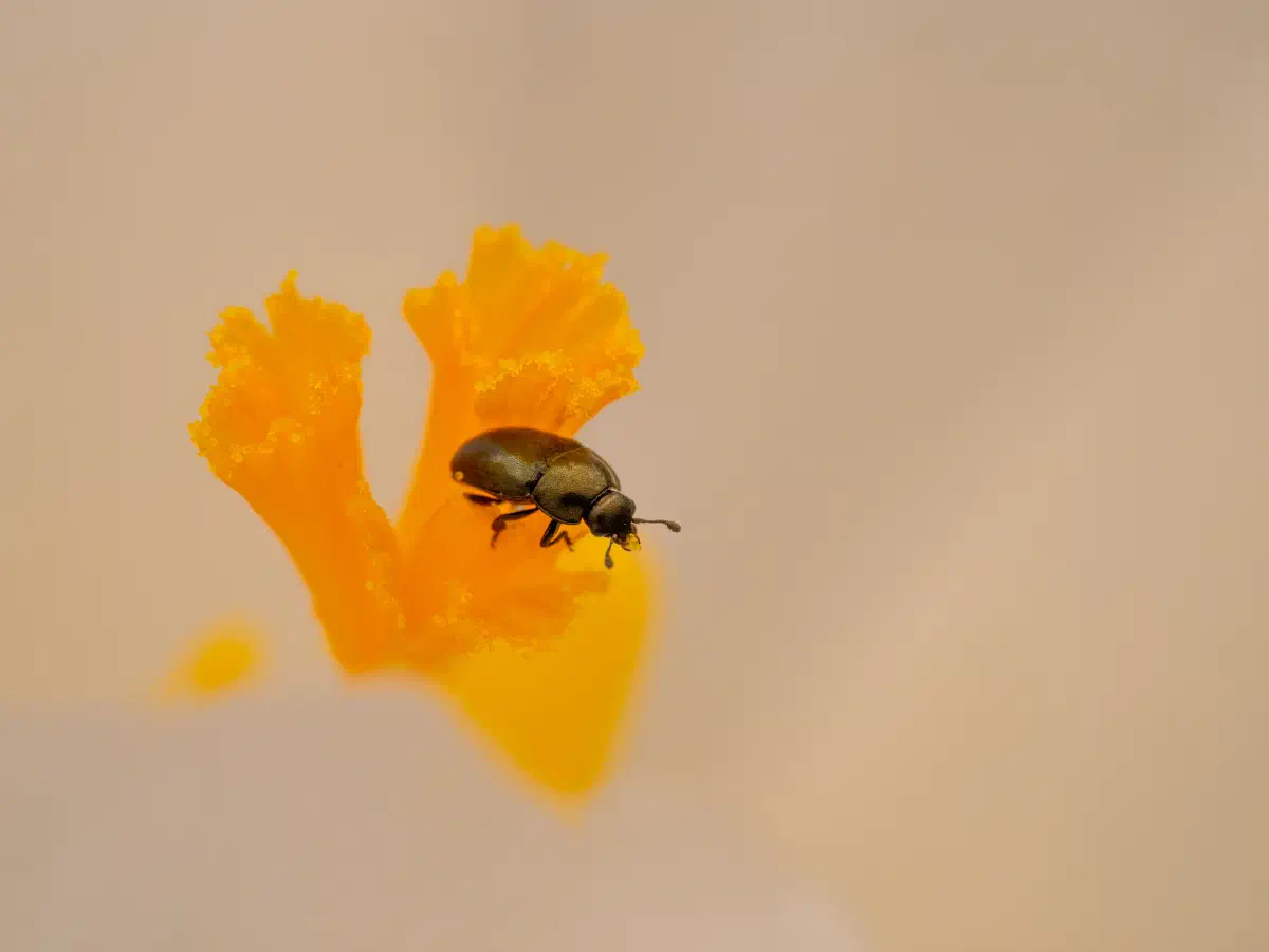 Méligèthe du colza