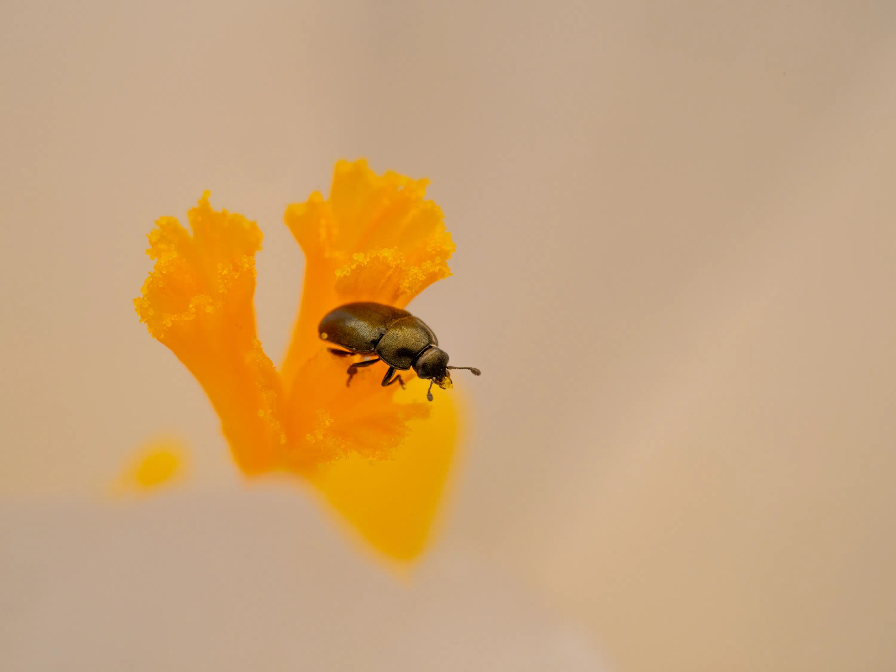 Brassicogethes aeneus