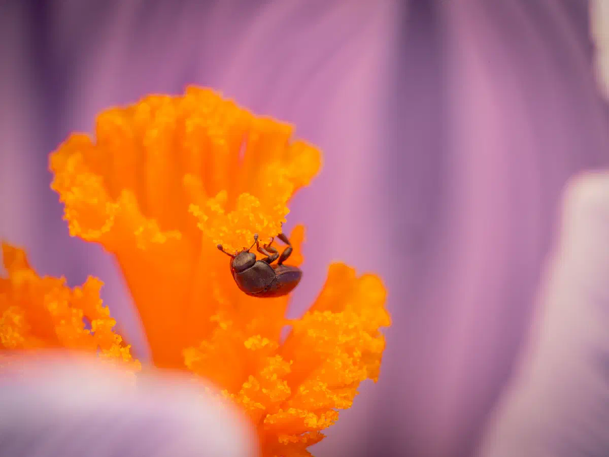 Méligèthe du colza