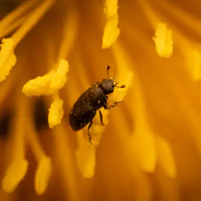 Brassicogethes aeneus