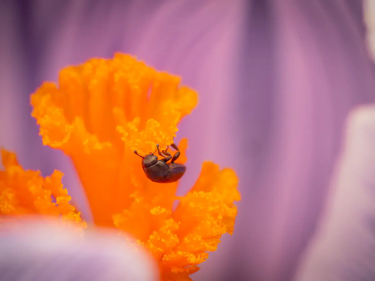 Méligèthe du colza