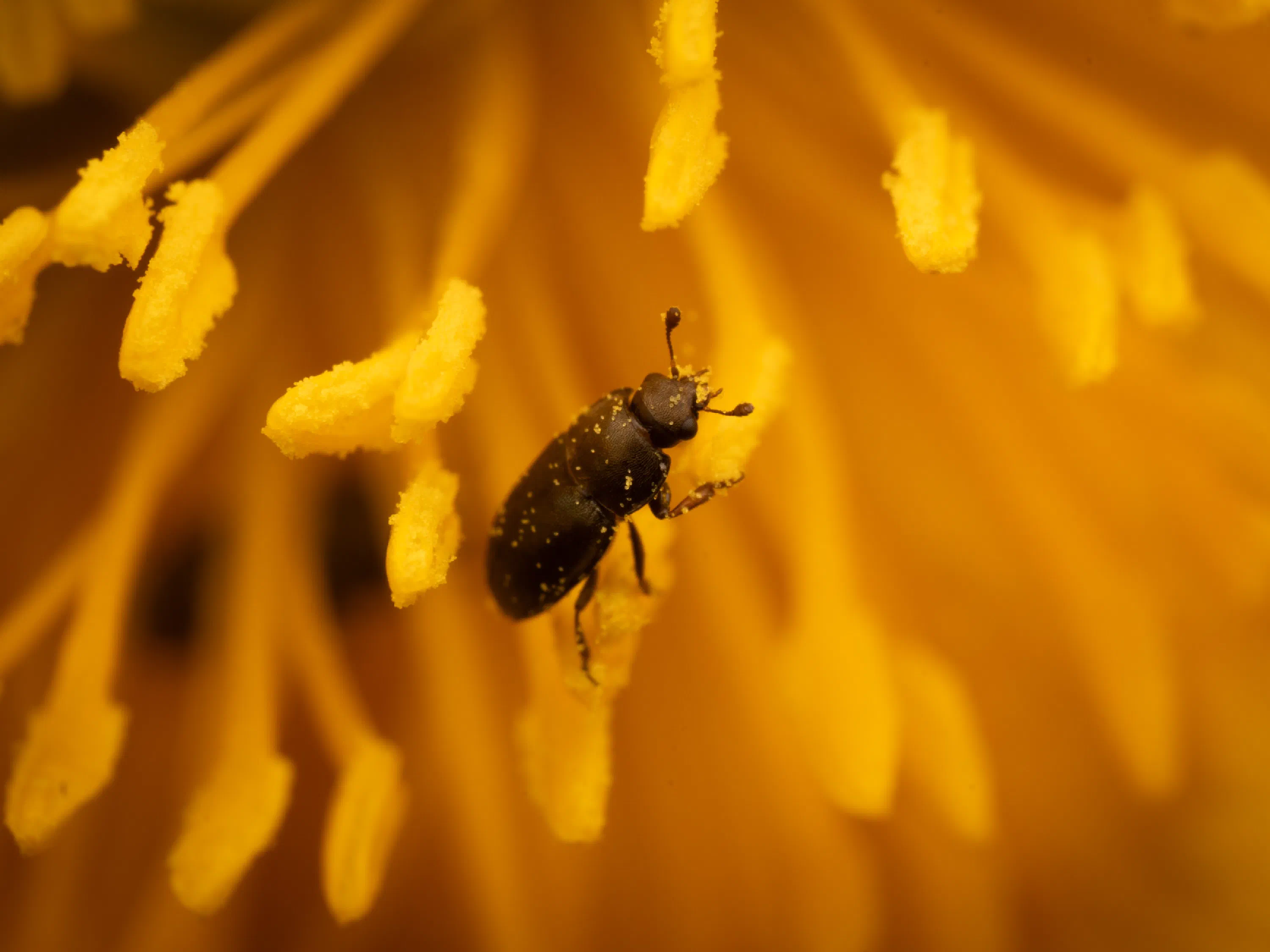 Common Pollen Beetle