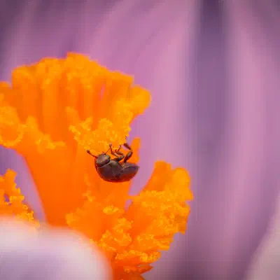 Méligèthe du colza