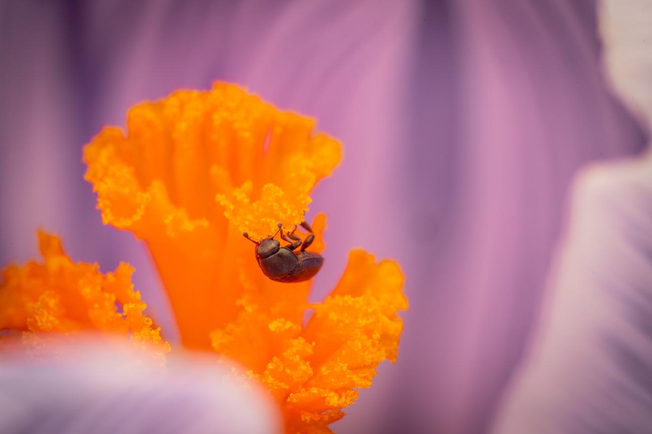 Common Pollen Beetle – No. 12