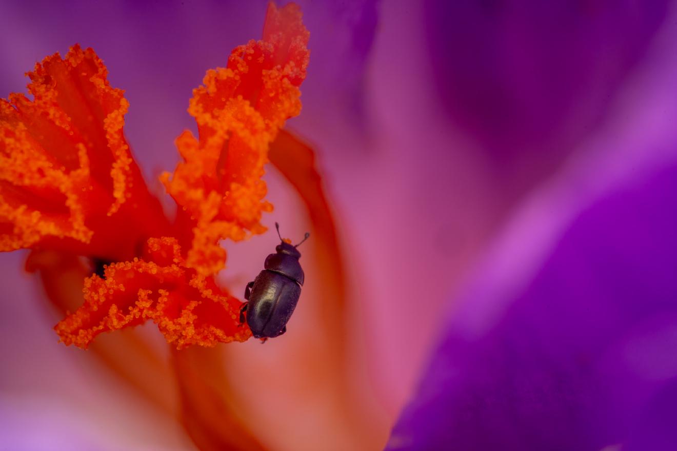 Common Pollen Beetle – No. 13