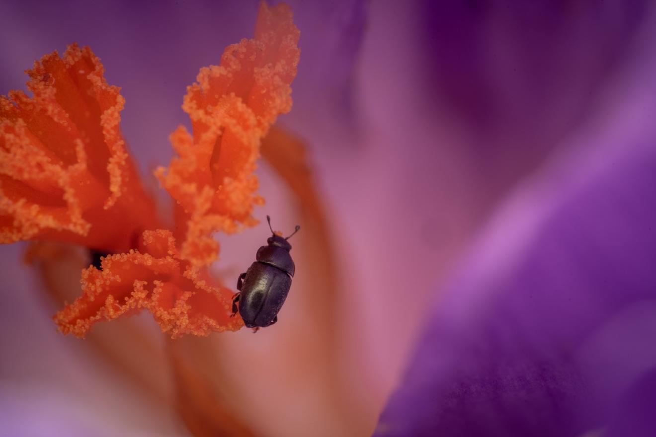 Common Pollen Beetle – No. 13
